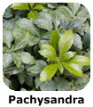 Pachysandra